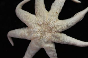 Media type: image; Invertebrate Zoology 151075